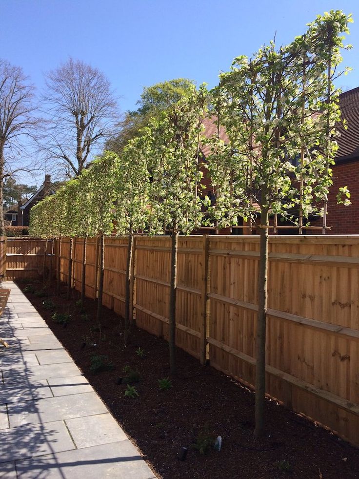 How to Care for Pleached Trees After Planting