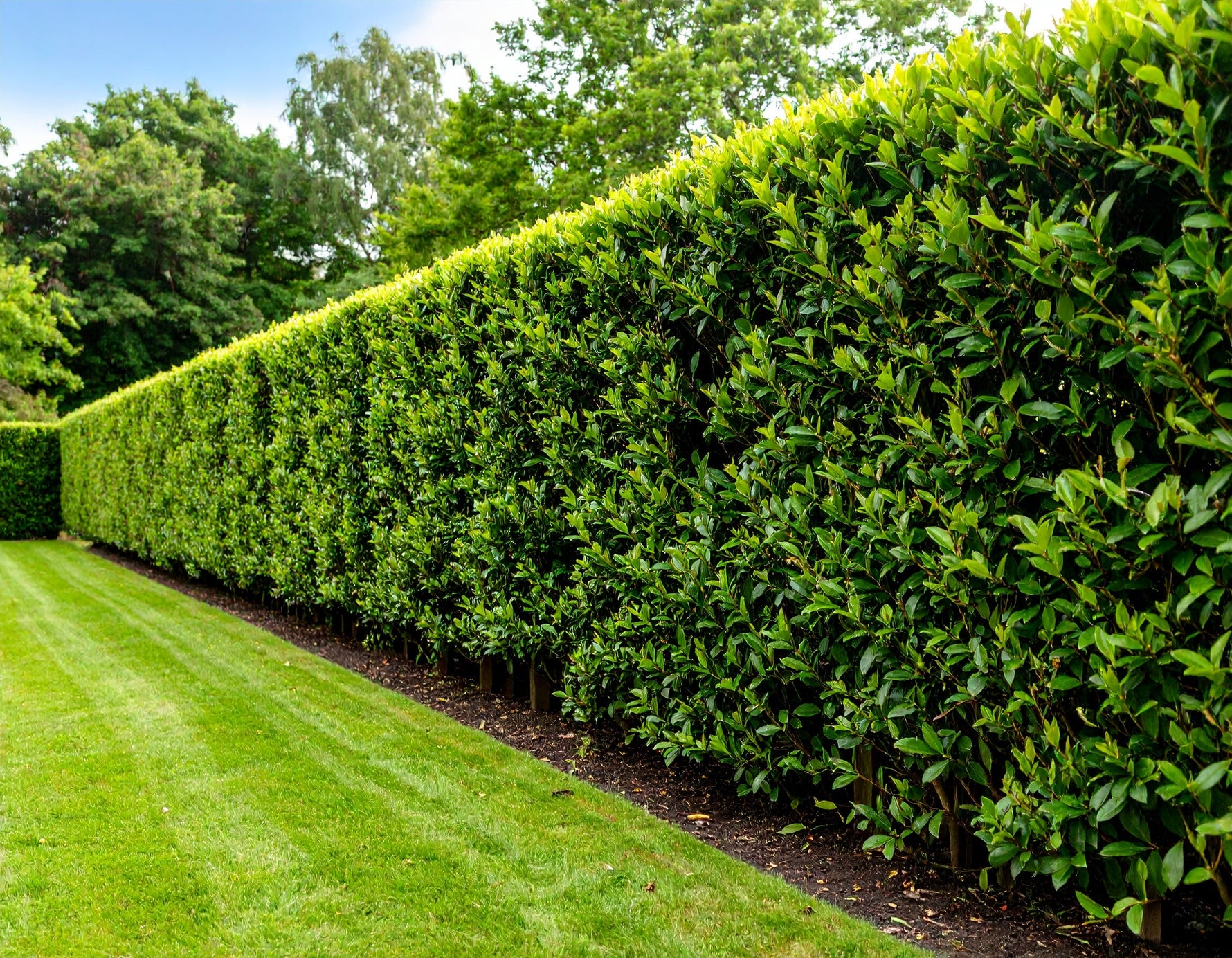 Cherry Laurel Planting Guide: Spacing, Soil & Aftercare Tips