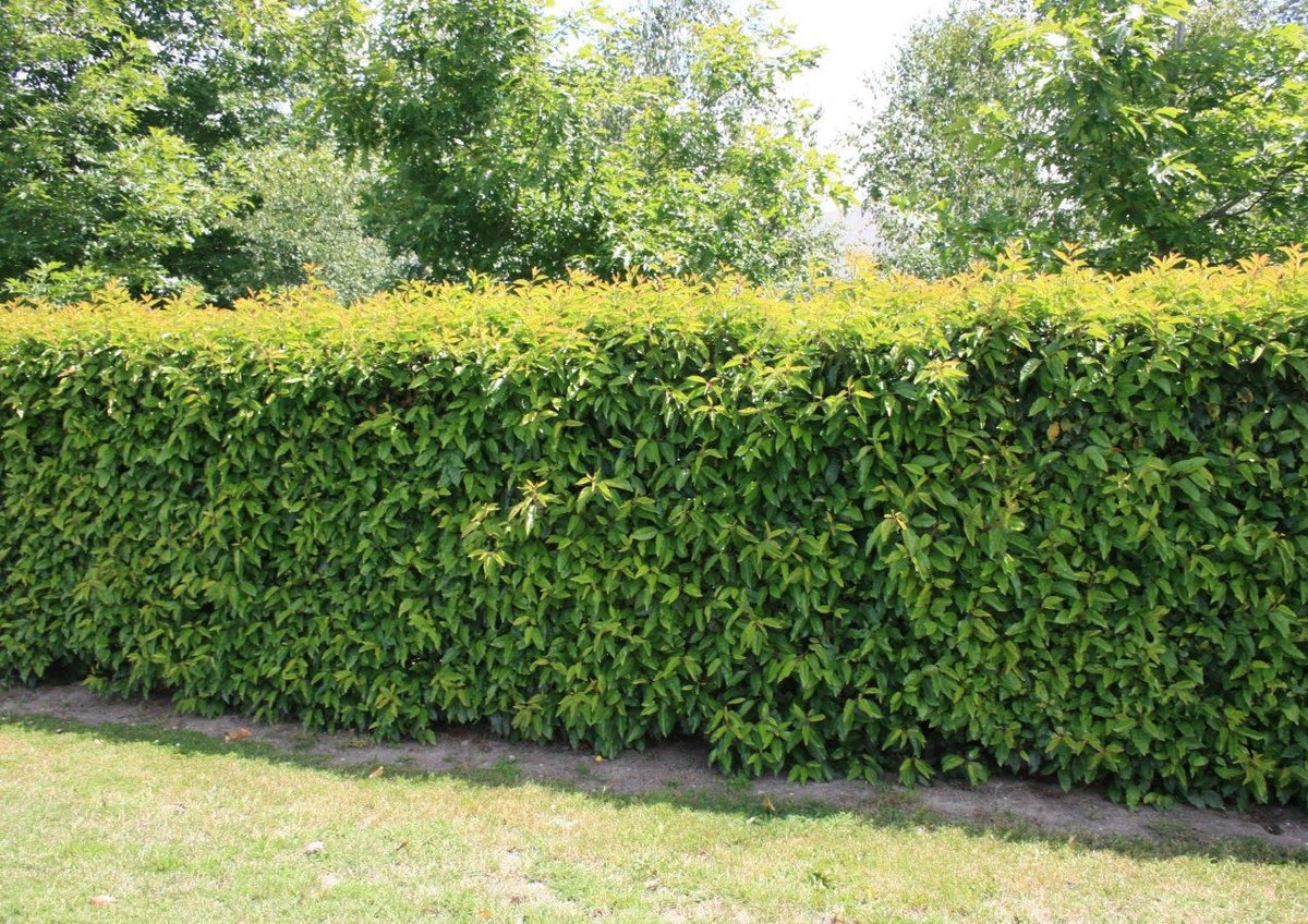 A Guide to Portuguese Laurel Hedging Plants in the UK