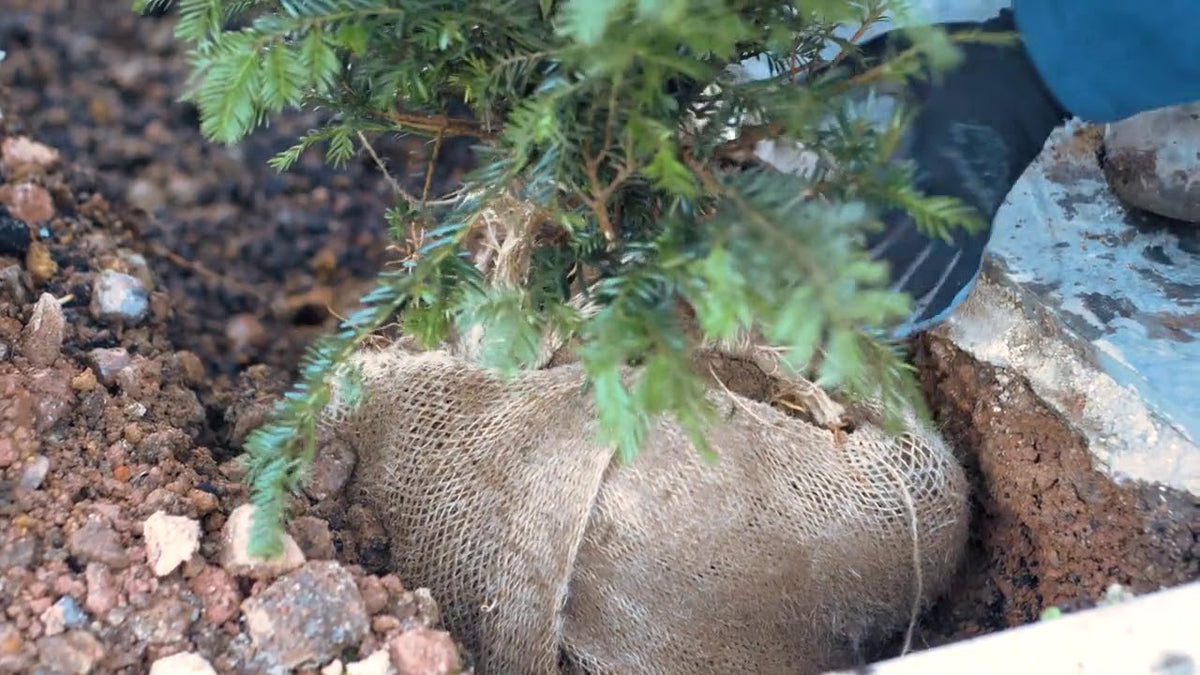 What Mistakes Should You Avoid When Planting Rootball Hedges?