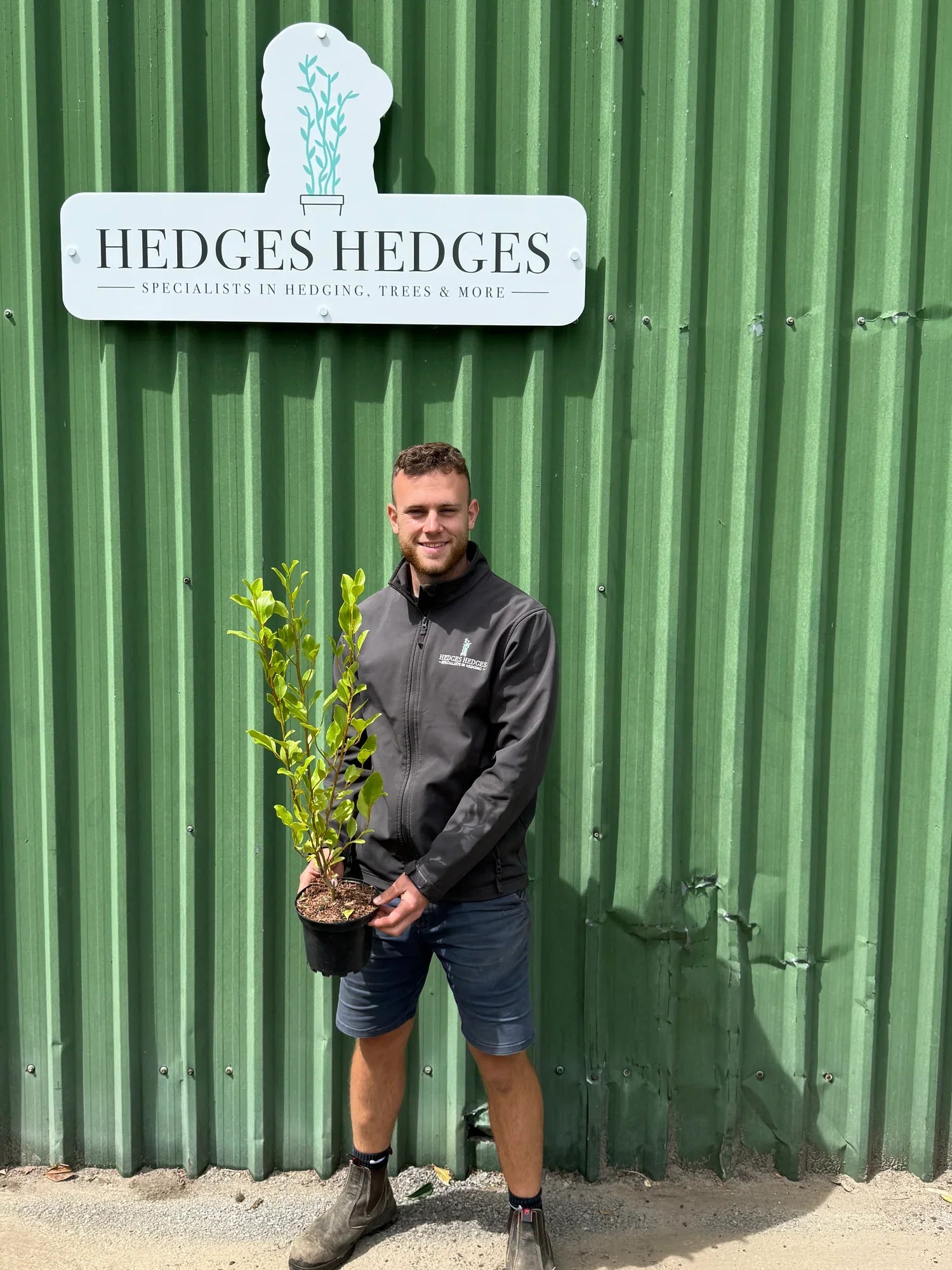 Why Griselinia Littoralis Is a Popular Hedge Choice in the UK