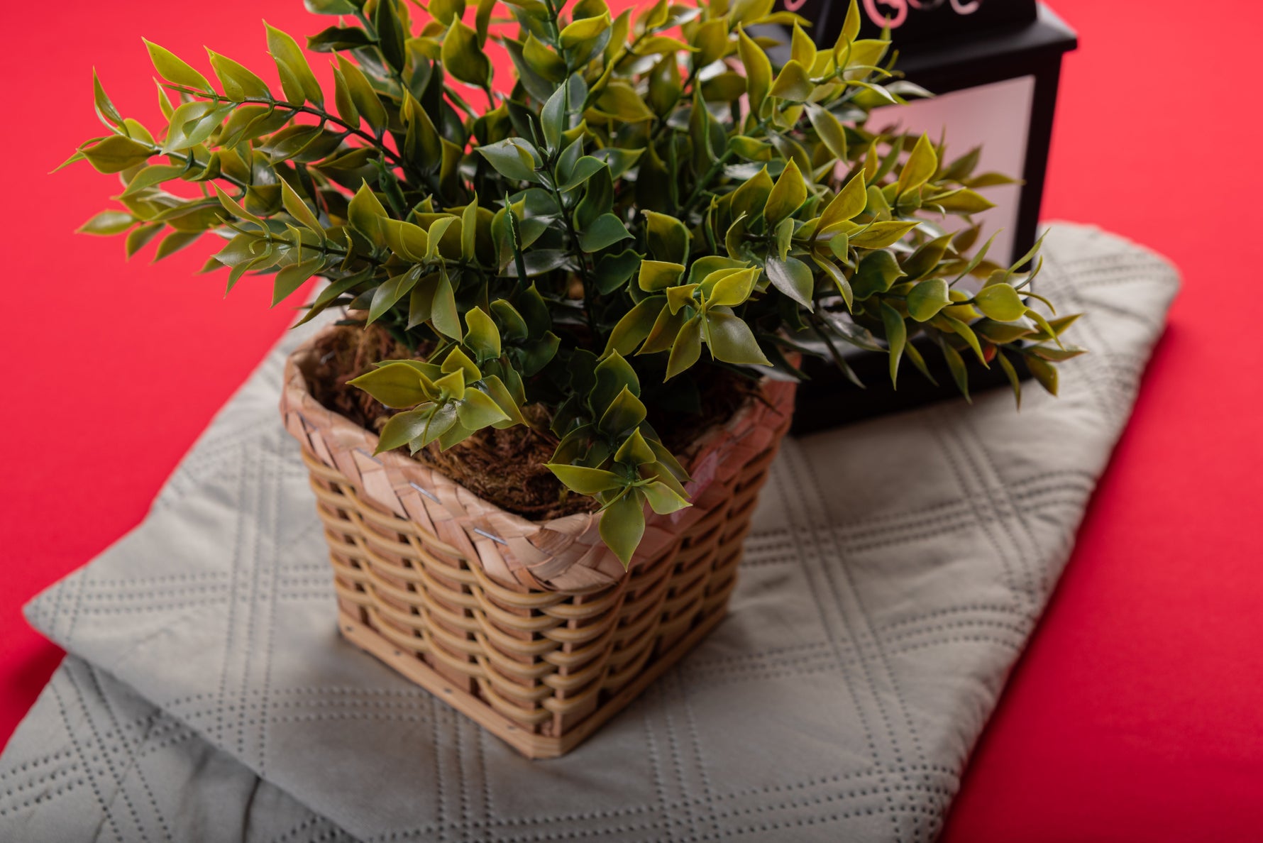 How to Care for Photinia Red Robin All Year Round