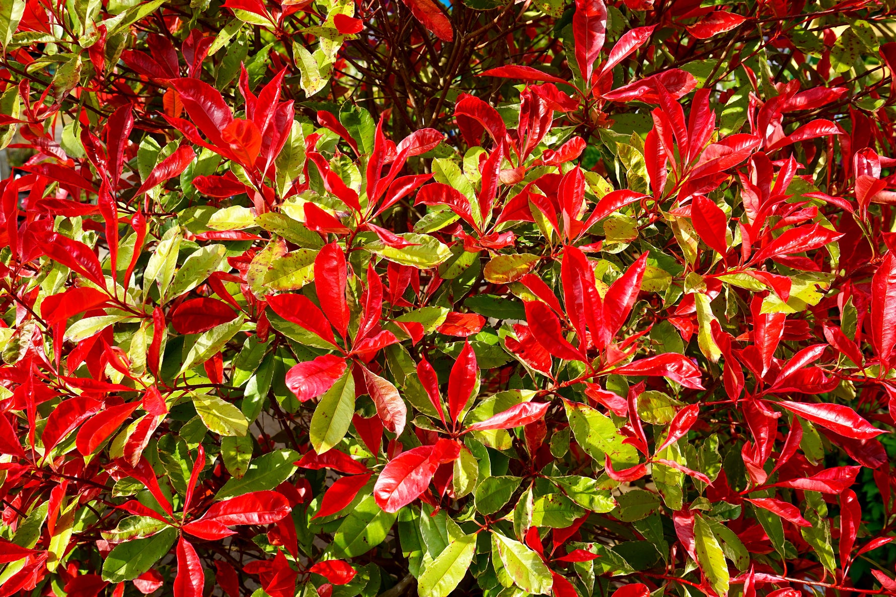 How to Care for Photinia Red Robin All Year Round