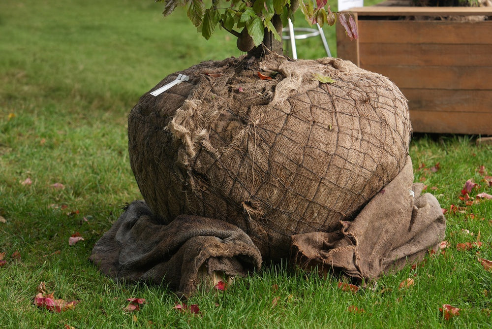 When Is Rootball Hedging the Best Choice for Your Garden?