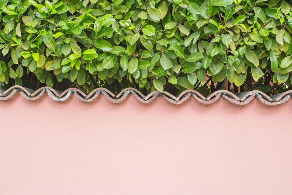 Which Hedging Plants Are Best to Plant in August and September?