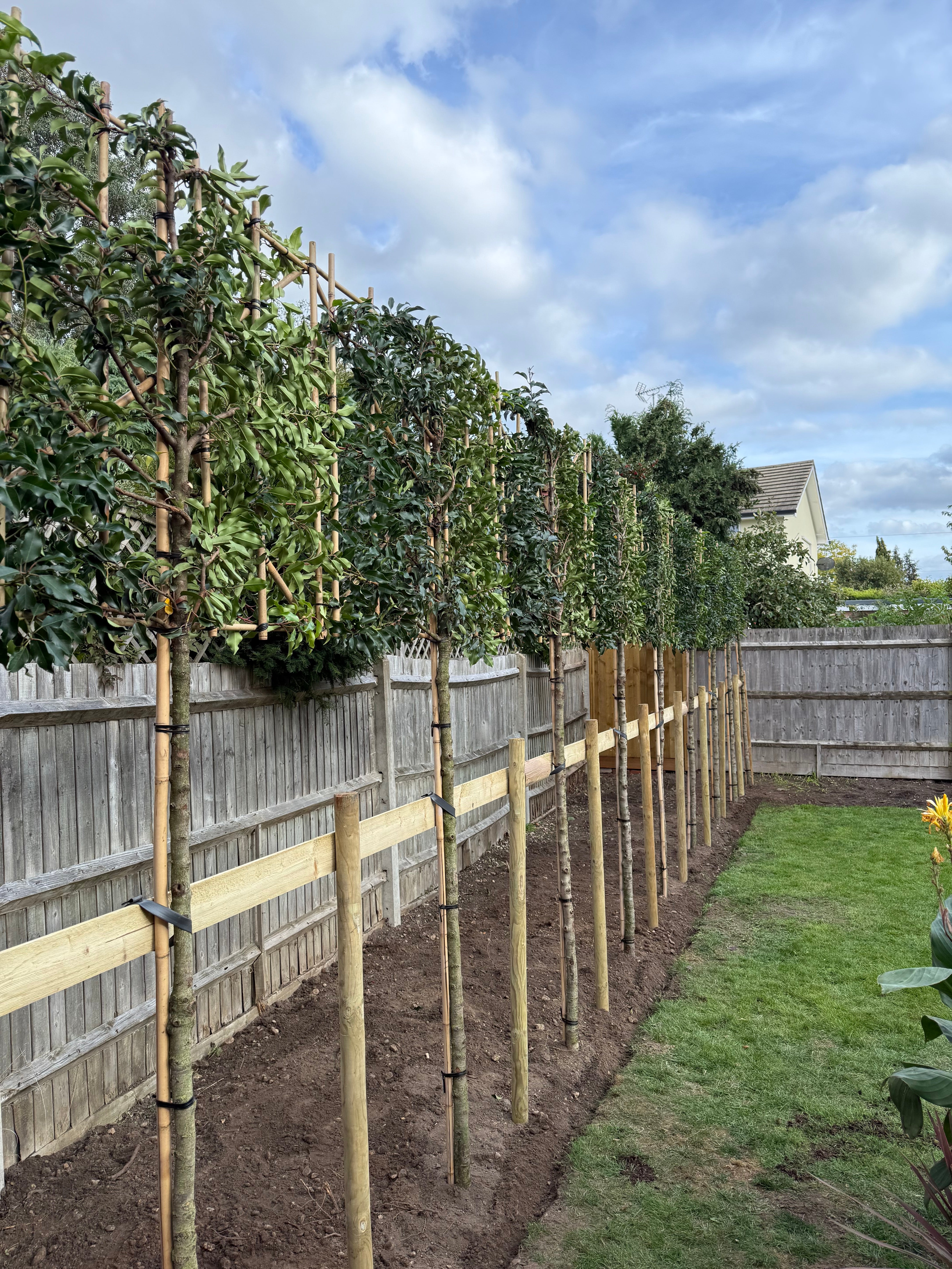 Pleached Trees for Sale UK | Hedges Hedges