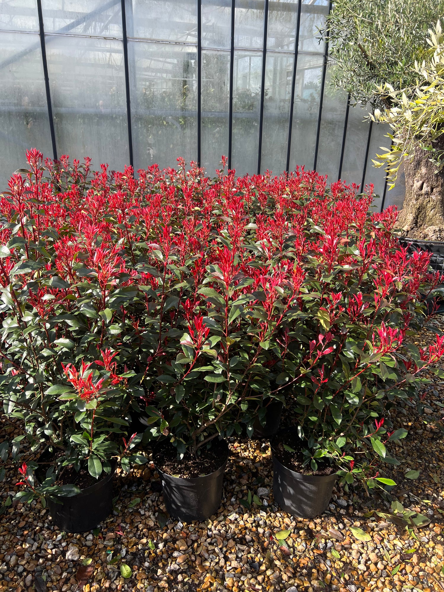 Photinia Carre Rouge 80cm Planted Height (approx 2-3ft) 10L