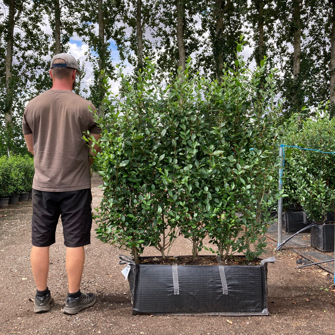 Privet (Ligustrum Ovalifolium) Instant Hedging Trough 100cm+