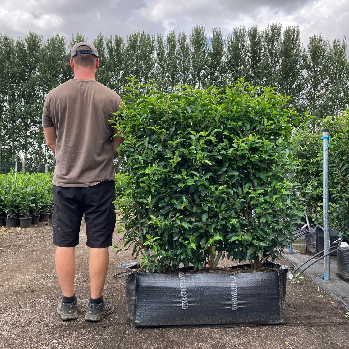 Portuguese Laurel (Prunus Lusitanica Angustifolia) Instant Hedging Trough 100cm+