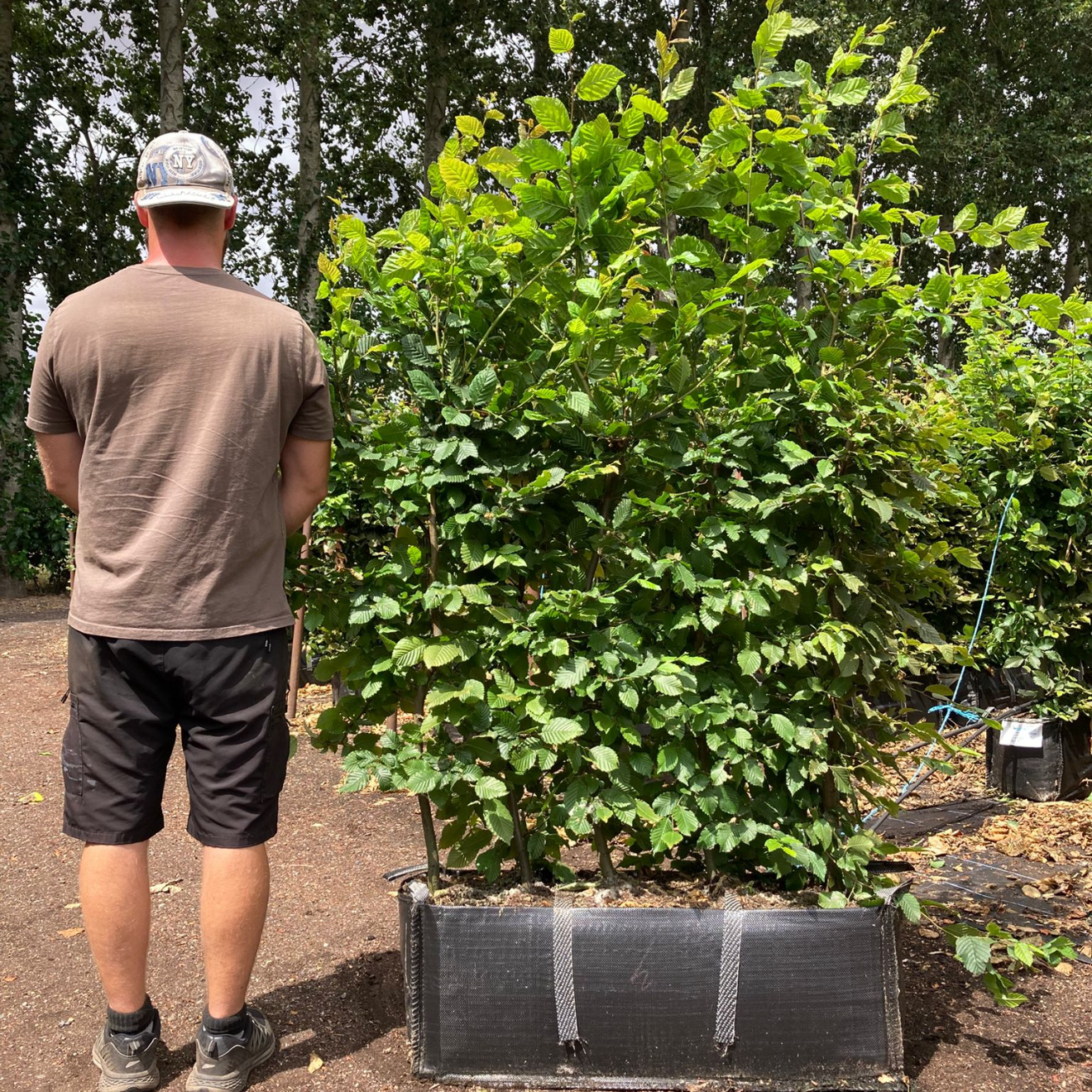 Hornbeam (Carpinus Betulus) Instant Hedging Trough 100cm+