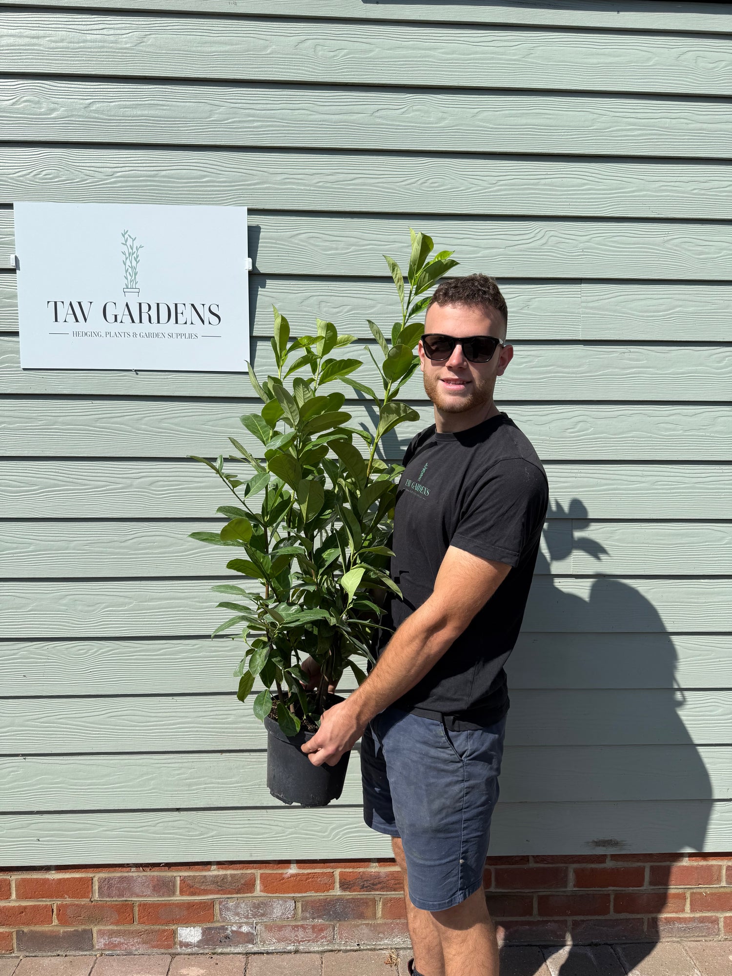 BUSHY Cherry Laurel 100cm Planted Height (approx 3ft) 5L