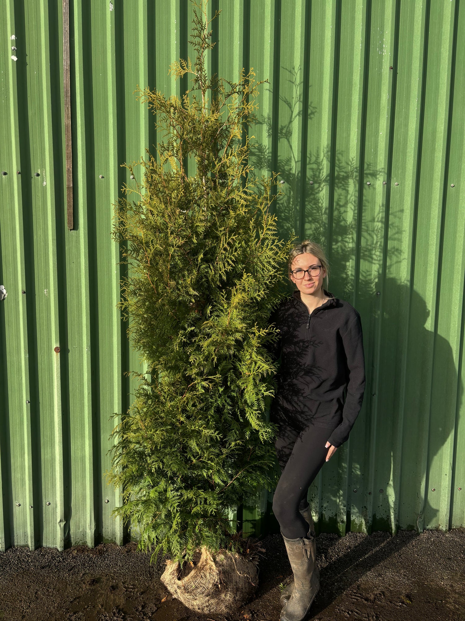 Pallet of 12 x BUSHY Thuja Brabant 200-225cm Planted Height (approx 7ft+) Rootball