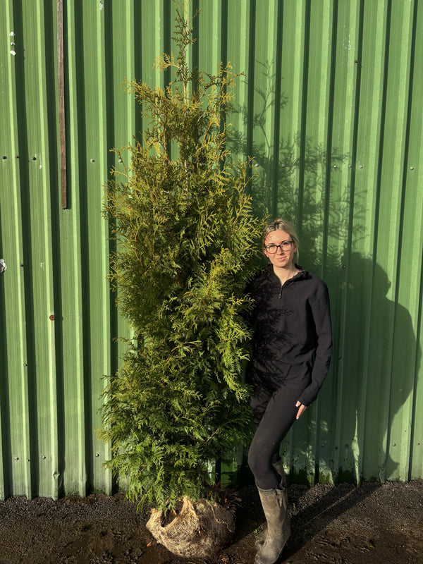 Pallet of 12 x BUSHY Thuja Brabant 200-225cm Planted Height (approx 7ft+) Rootball