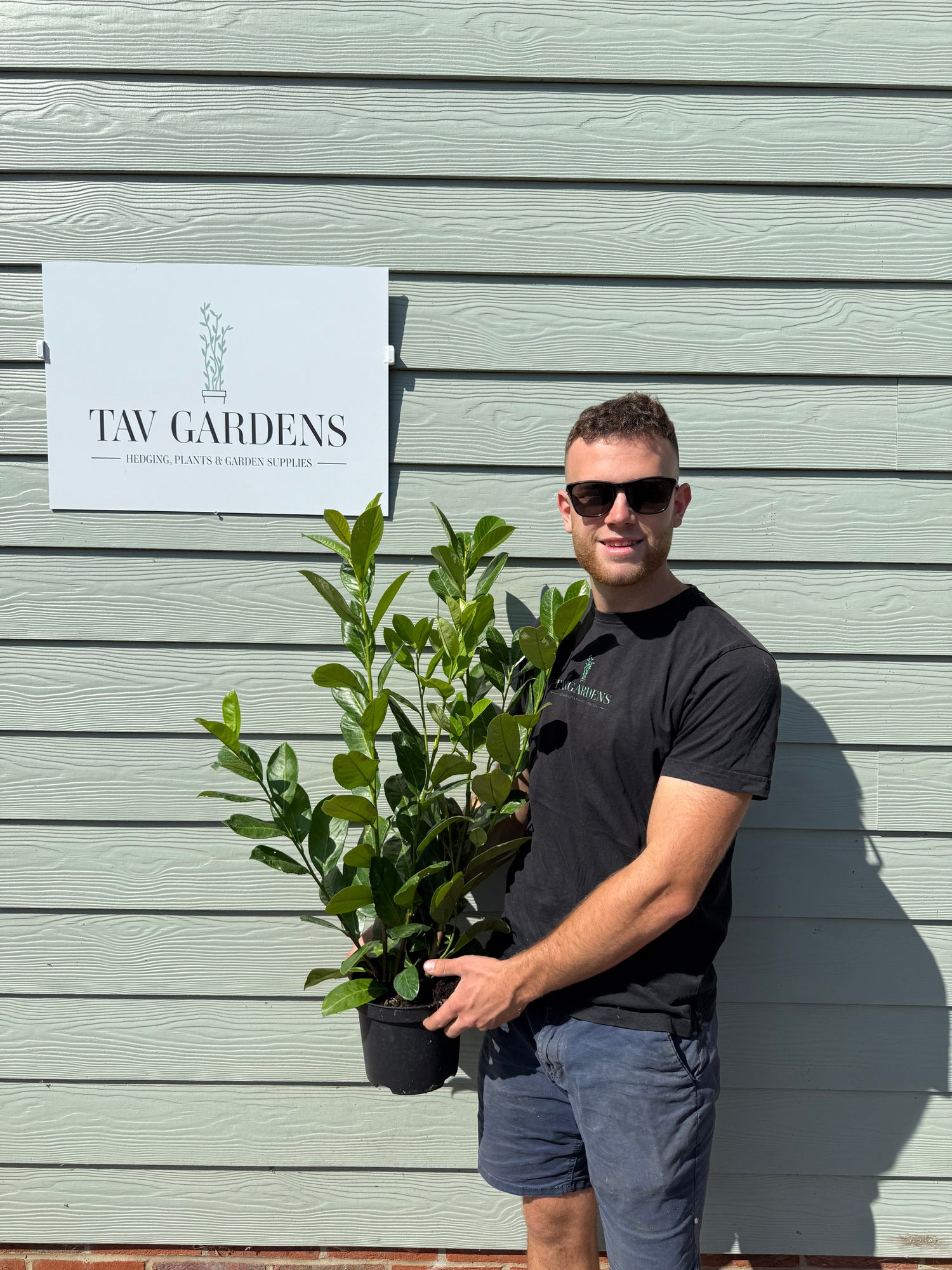 CLEARANCE 10 x Cherry Laurel 75cm Planted Height 3L