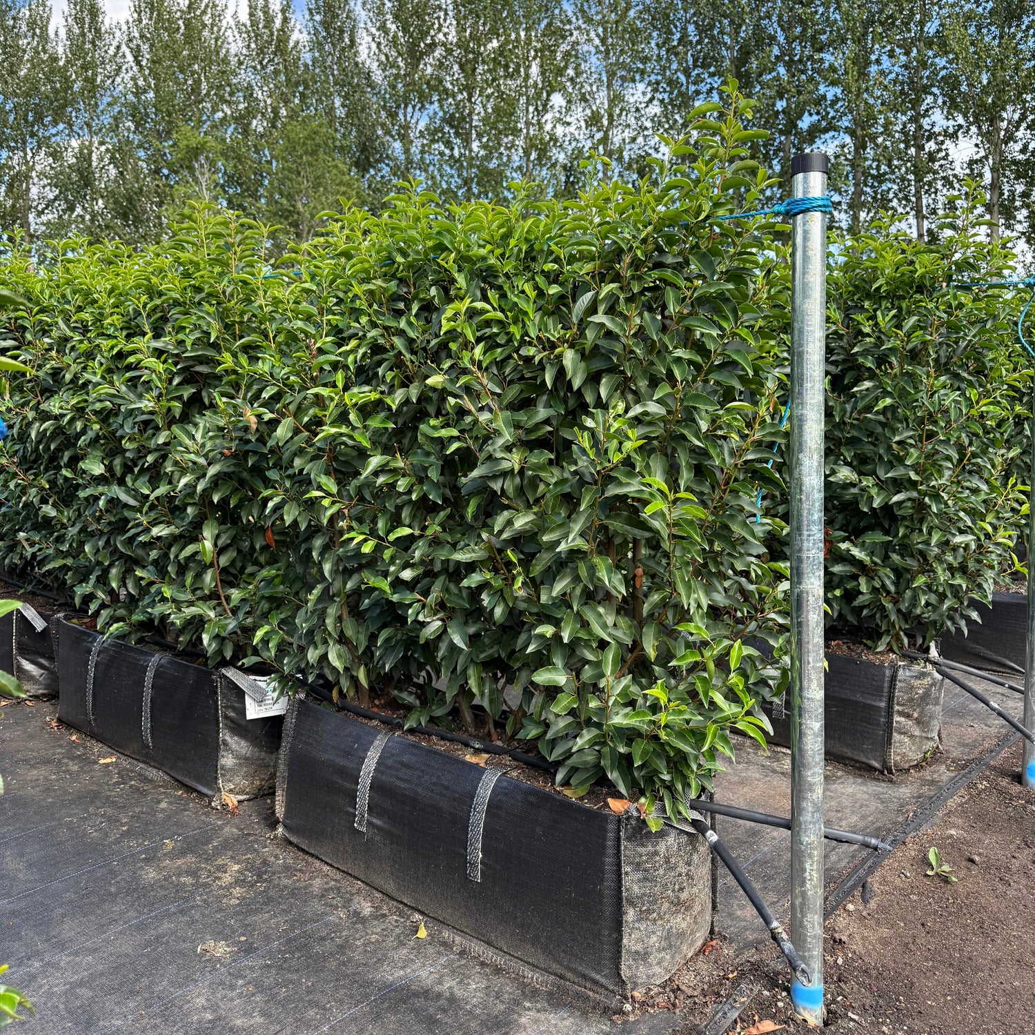 Portuguese Laurel (Prunus Lusitanica Angustifolia) Instant Hedging Trough 100cm+