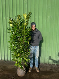 BUSHY Cherry Laurel 160 - 190cm Planted Height (Approx 6ft) Rootball