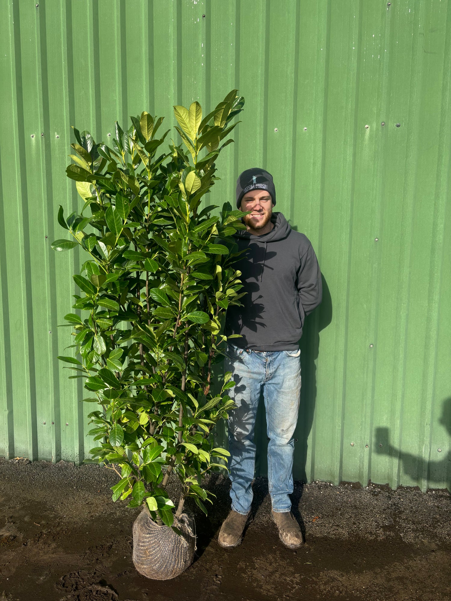 BUSHY Cherry Laurel 160 - 190cm Planted Height (Approx 6ft) Rootball