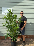 Cherry Laurel 150 - 180cm Planted Height (approx 5-6ft) 15L
