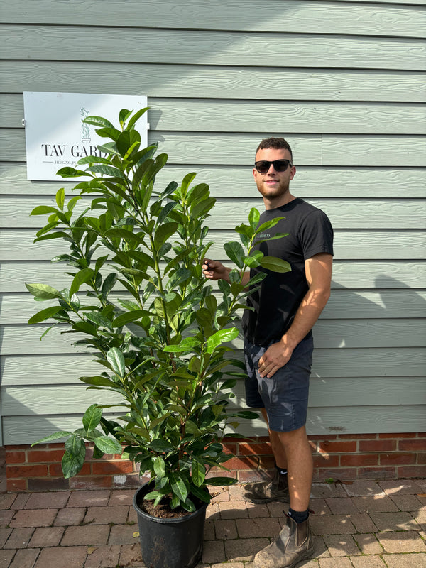 Cherry Laurel 150 - 180cm Planted Height (approx 5-6ft) 15L