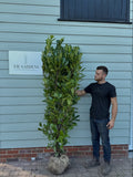 BUSHY Cherry Laurel 180 - 210cm Planted Height (Approx 6-7ft) Rootball