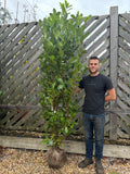 BUSHY Cherry Laurel 210 - 240cm Planted Height (Approx 7-8ft) Rootball