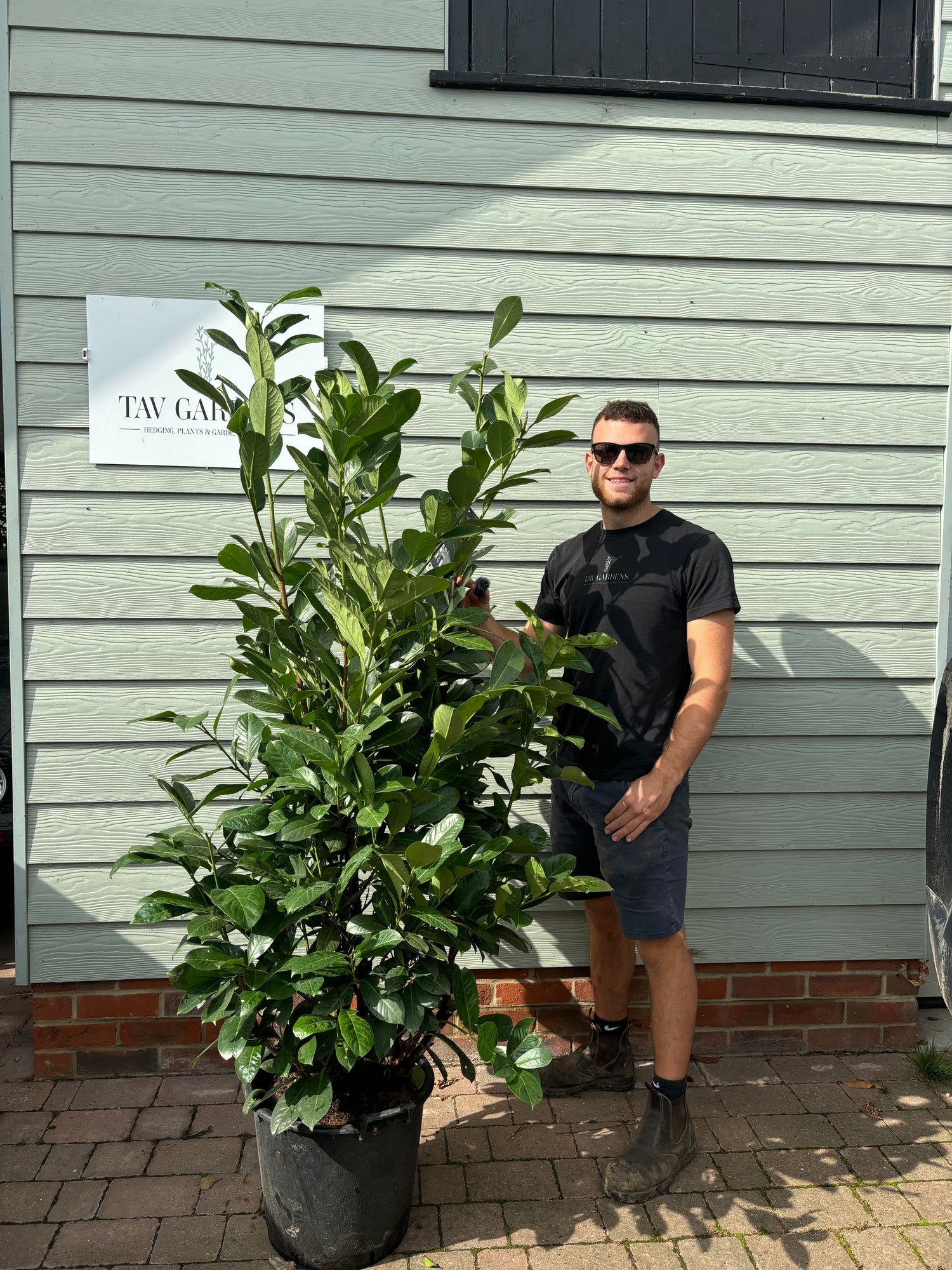 BUSHY Cherry Laurel 175 - 200cm Planted Height (approx 6ft) 30L