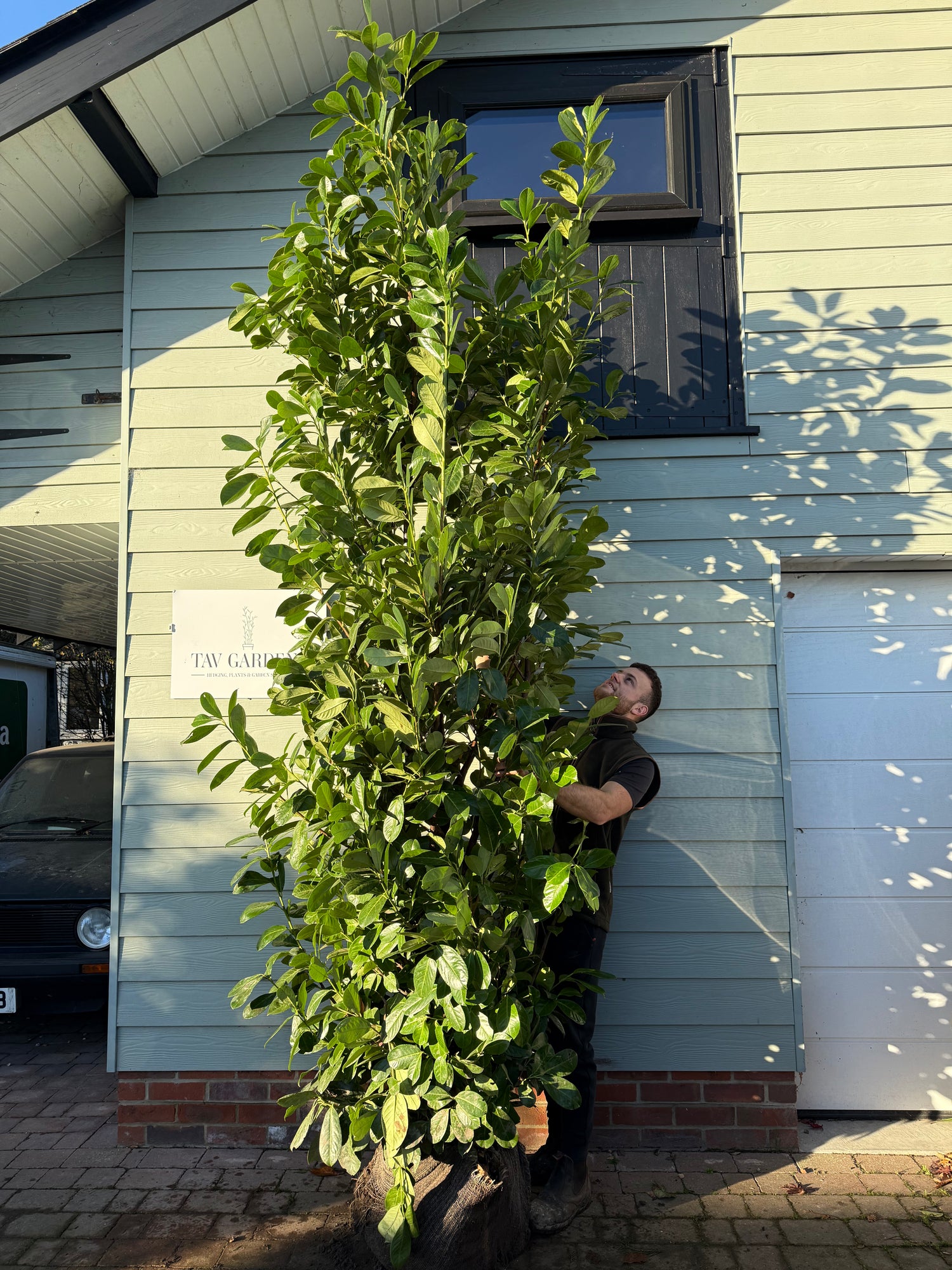 XXL Cherry Laurel 250-275cm+ Planted Height (Approx 8-9ft+) Rootball