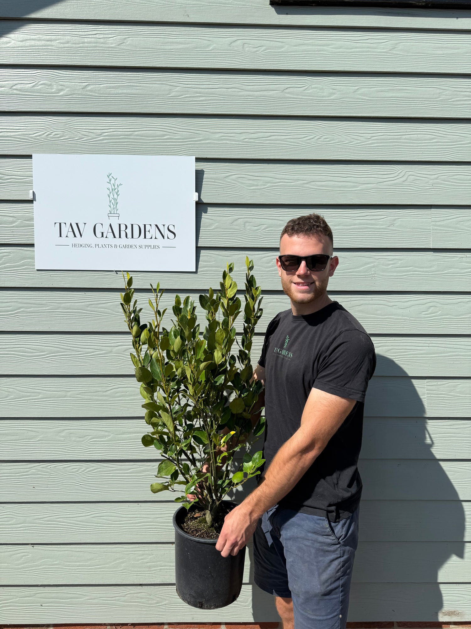 Griselinia Littoralis 100cm Planted Height (approx 3ft) 5L