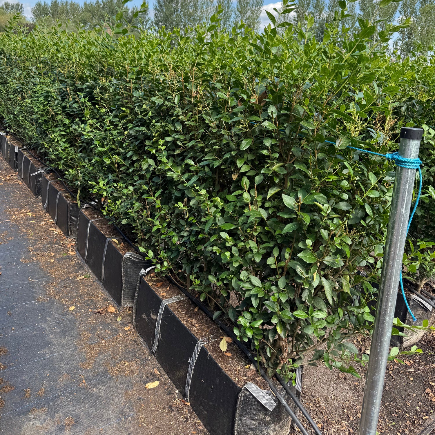 Privet (Ligustrum Ovalifolium) Instant Hedging Trough 100cm+