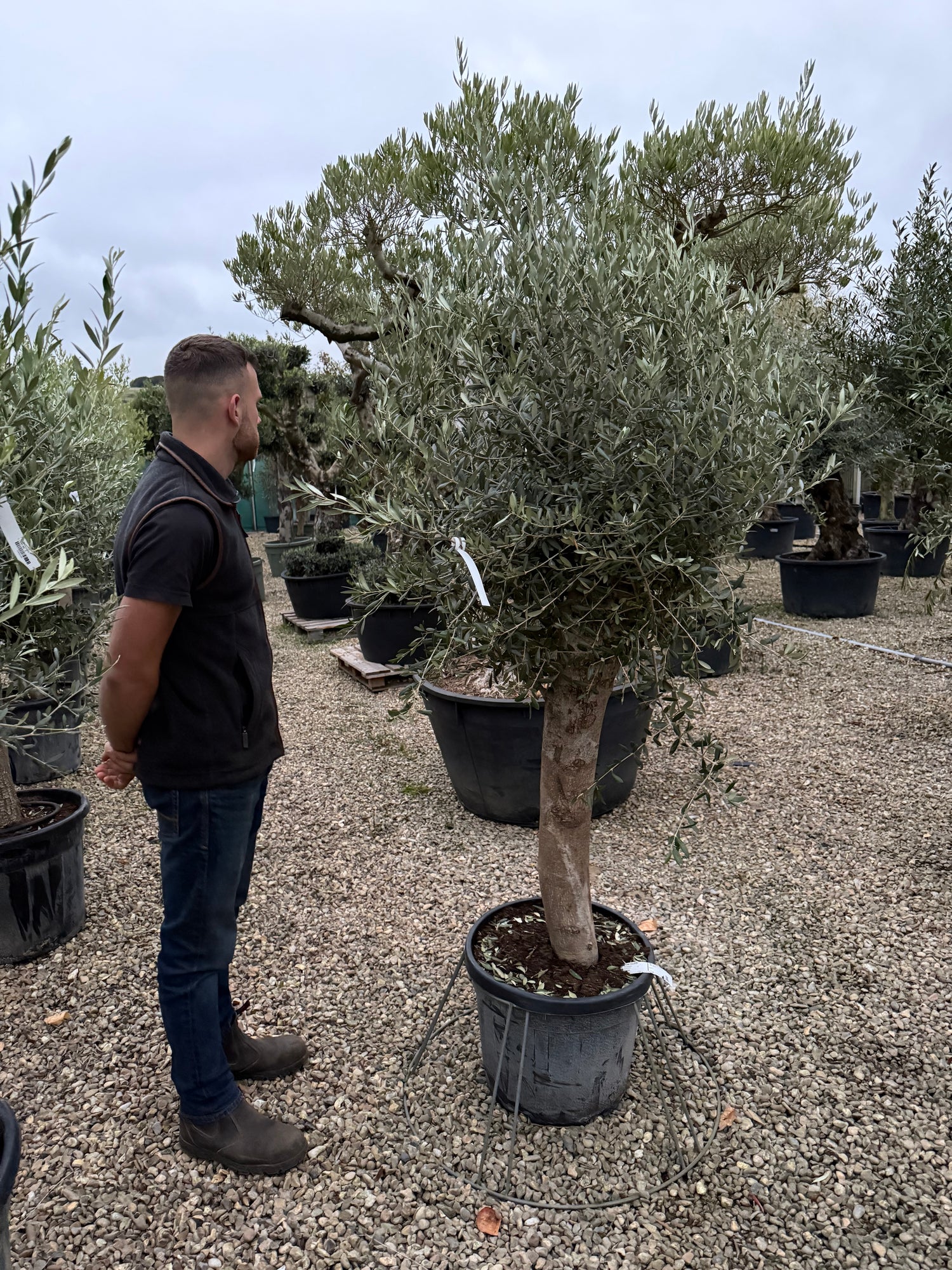 Olive Tree 150cm Planted Height (approx 4ft) 35L