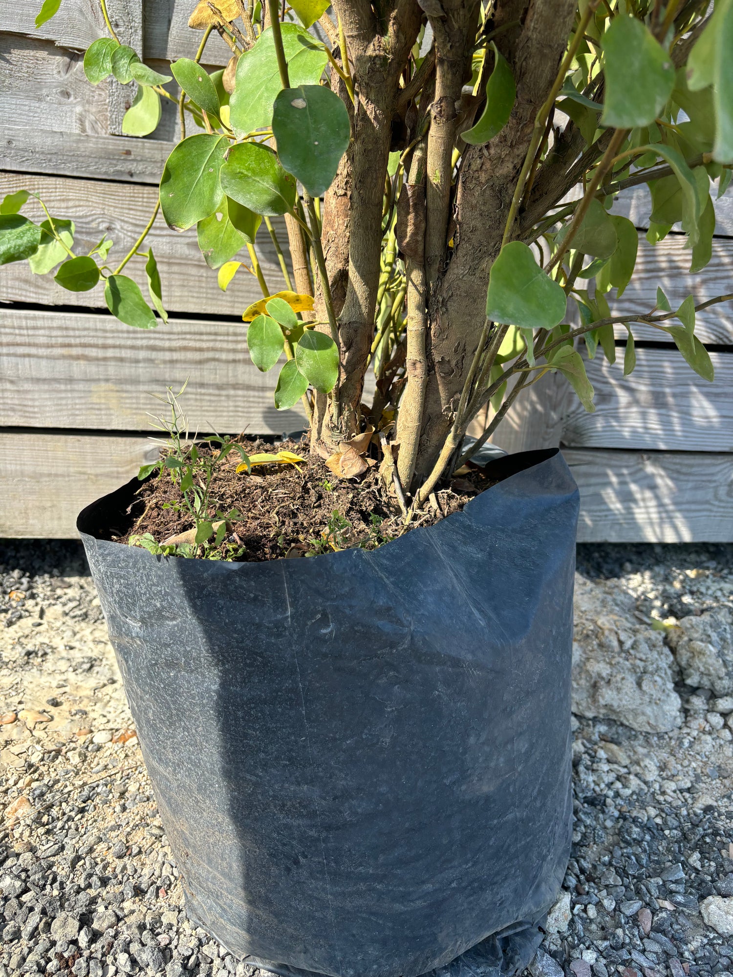 Griselinia Littoralis 180cm+ Planted Height (approx 6ft+)