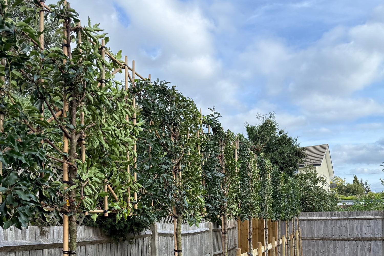Pleached Elaeagnus Ebbingei 180cm (6ft) stem + 120cm wide x 100cm high Frame