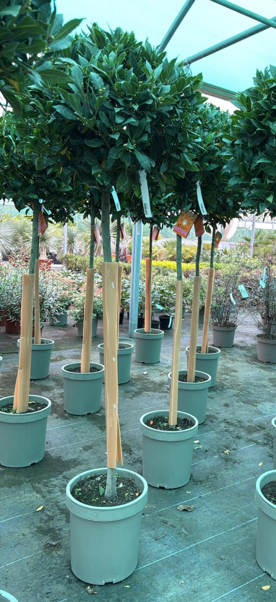 Laurus Nobilis Standard Bay 185cm Planted Height (approx 6ft) 12L