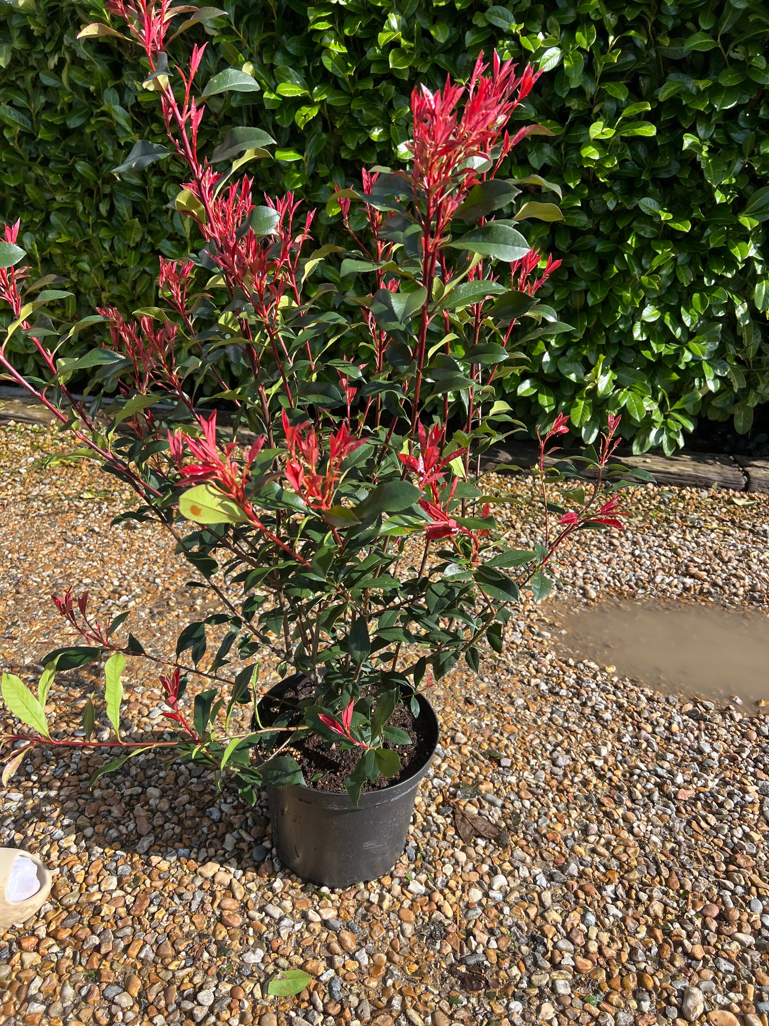 Photinia Carre Rouge 80cm Planted Height (approx 2-3ft) 10L