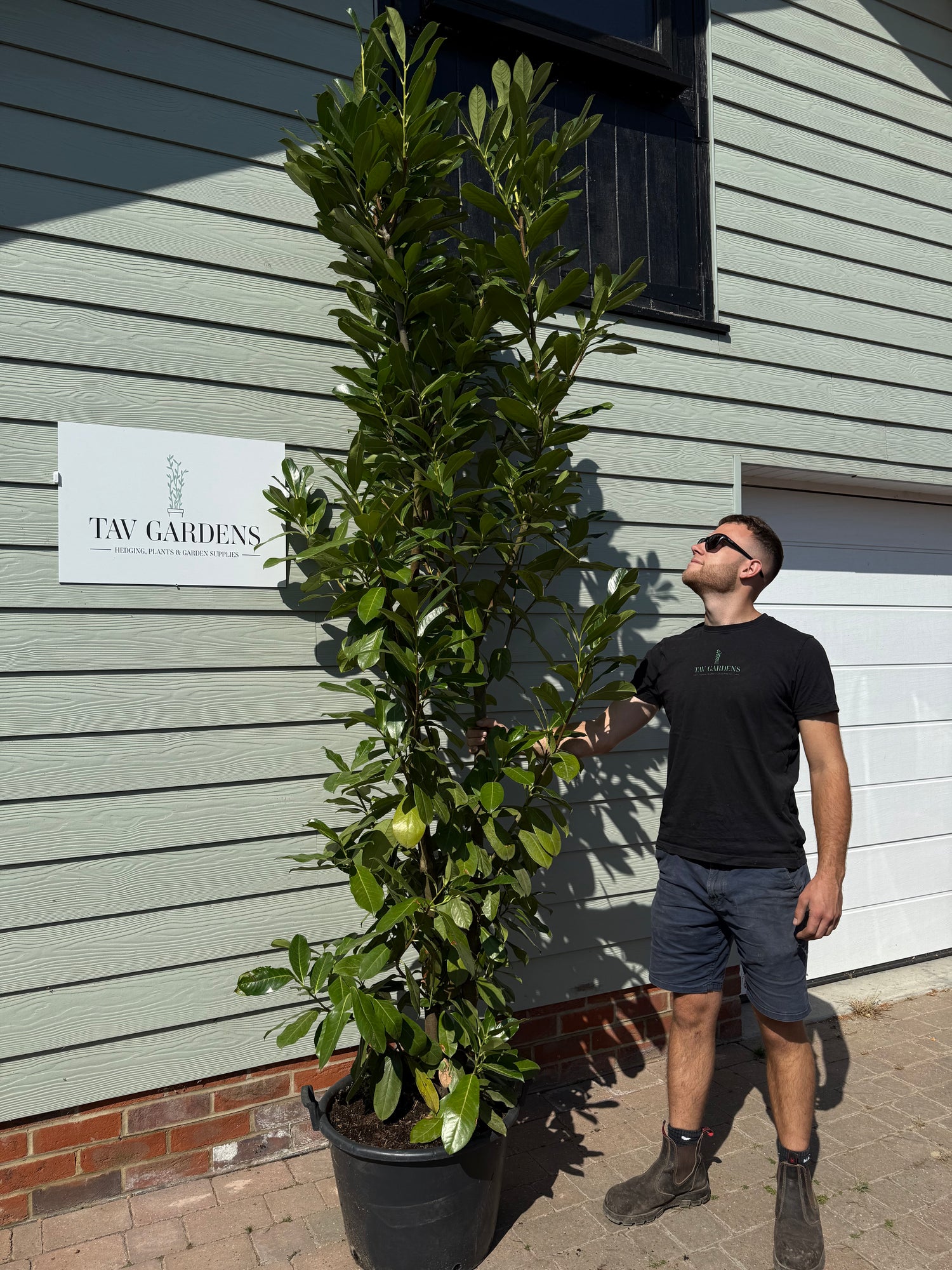 PRE-ORDER FOR MID JUNE Pallet of 8 x XL BUSHY Cherry Laurel 200-225cm Planted Height (Approx 7ft) Rootball