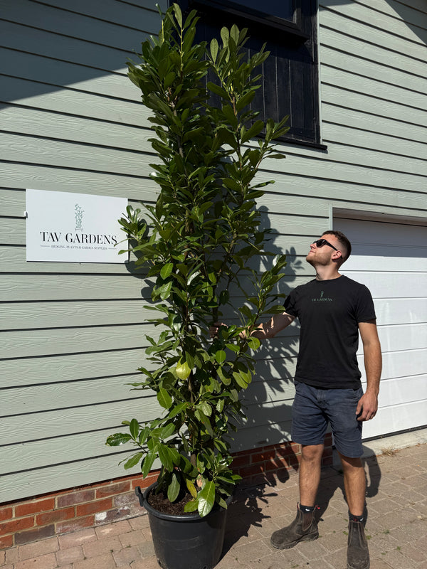 PRE-ORDER FOR MID JUNE Pallet of 8 x XL BUSHY Cherry Laurel 200-225cm Planted Height (Approx 7ft) Rootball