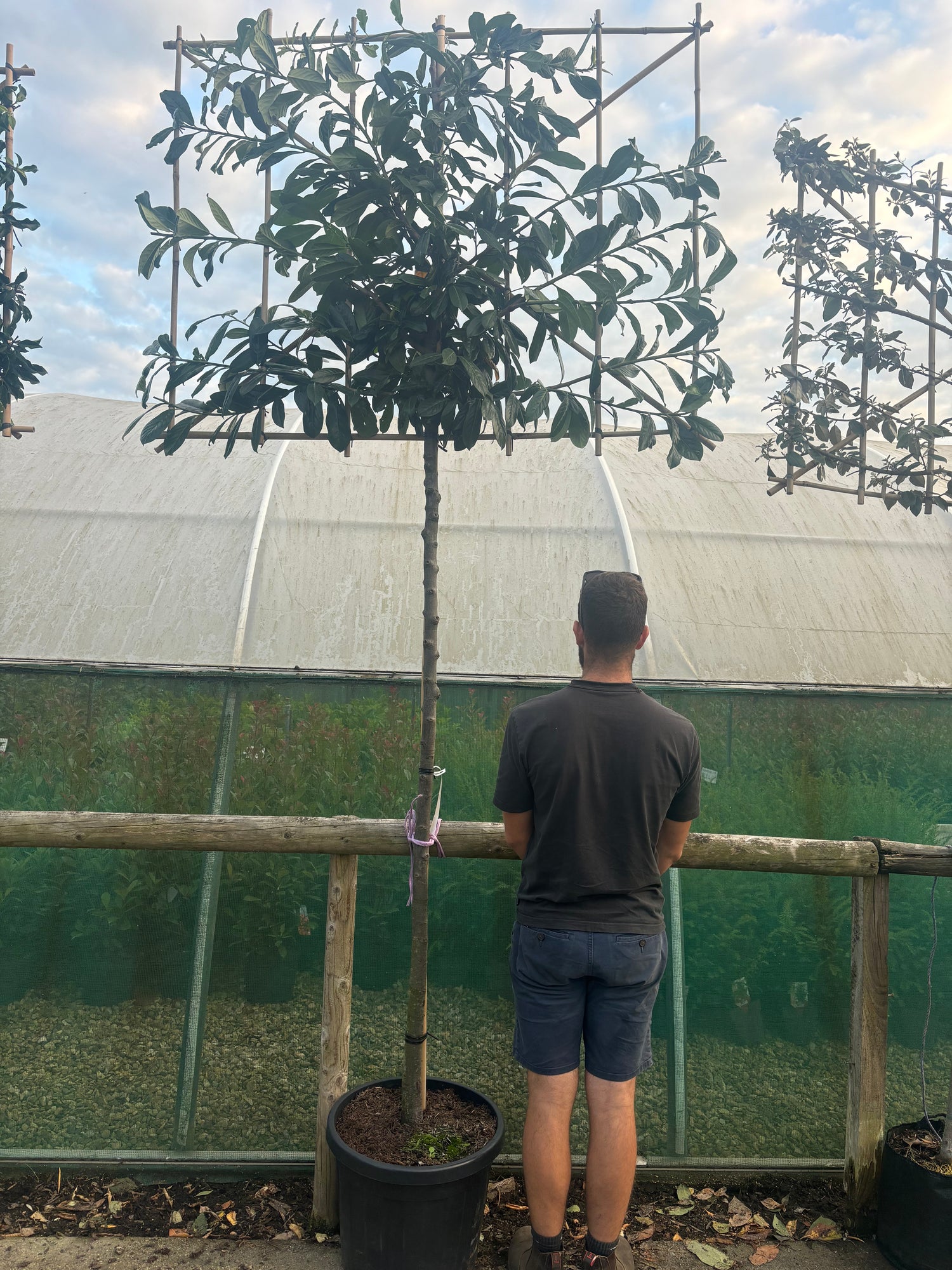 Potted Pleached Cherry Laurel 180cm (6ft) stem + 120cm wide x 120cm high Frame