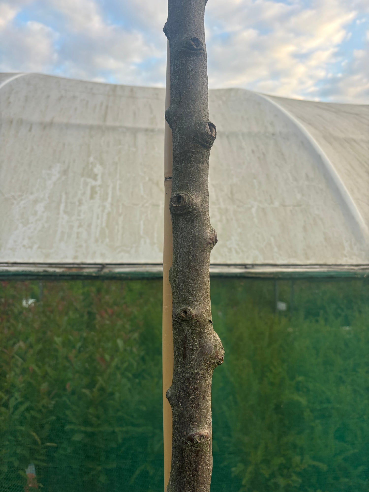 Potted Pleached Cherry Laurel 180cm (6ft) stem + 120cm wide x 120cm high Frame