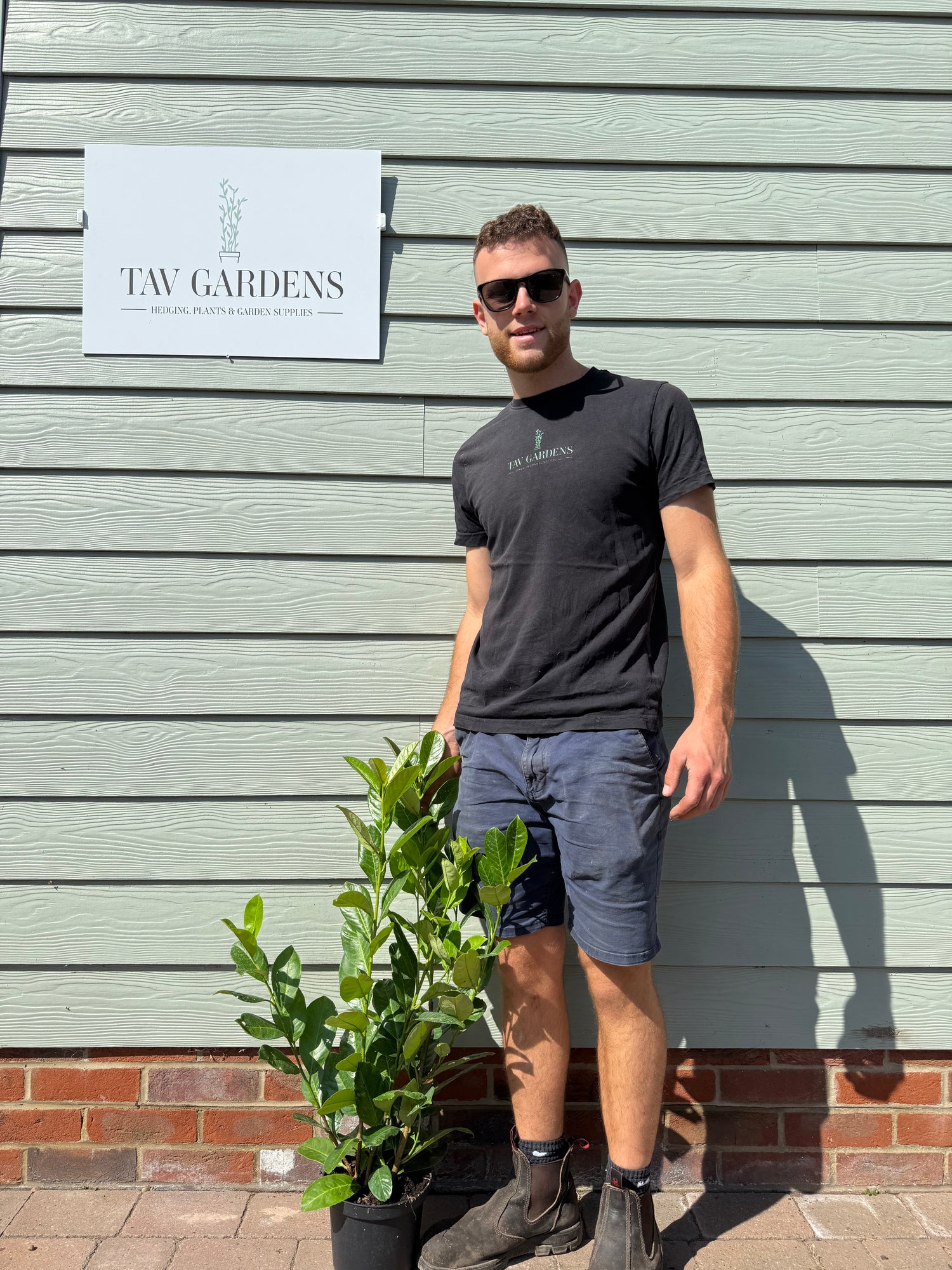 CLEARANCE 10 x Cherry Laurel 75cm Planted Height 3L