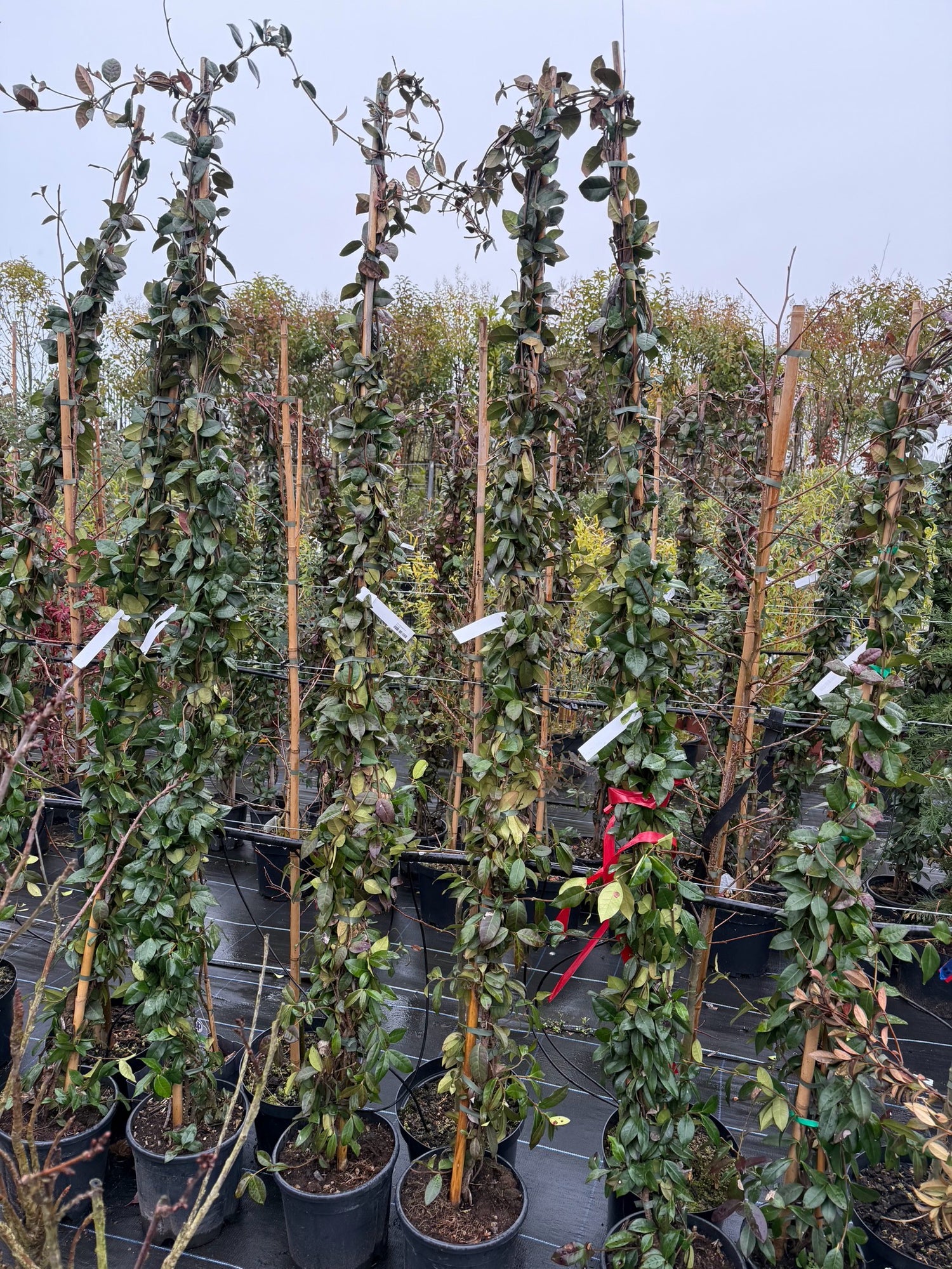 LARGE Evergreen Jasmine Trachelospermum 210cm+ (approx 7ft)