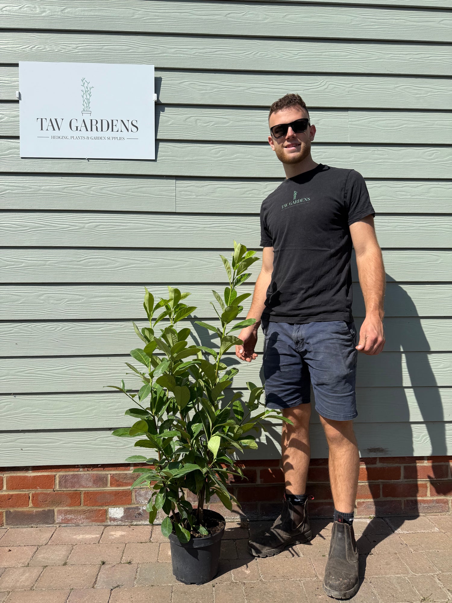 BUSHY Cherry Laurel 100cm Planted Height (approx 3ft) 5L