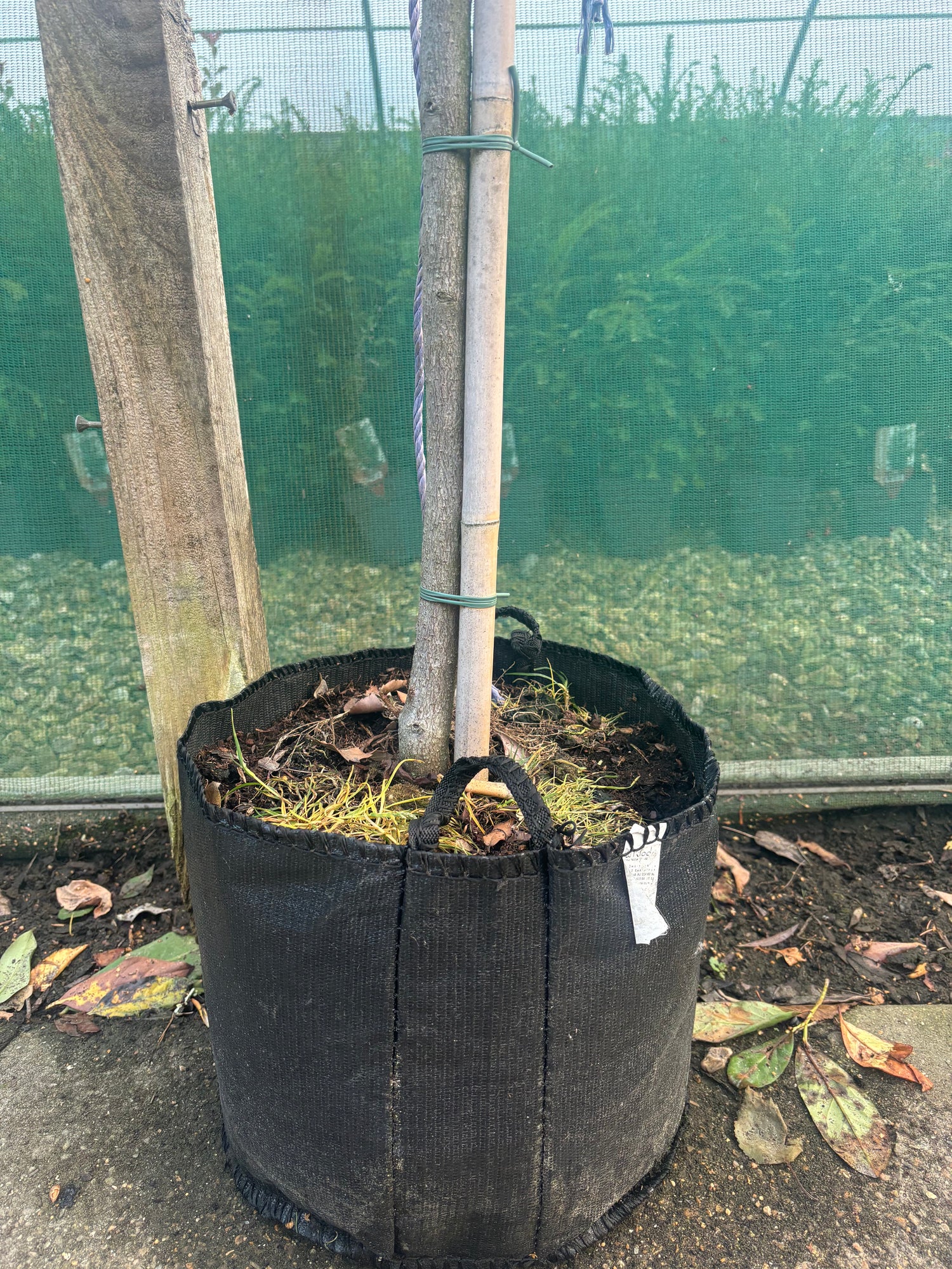 Pleached Elaeagnus Ebbingei 180cm (6ft) stem + 120cm wide x 100cm high Frame