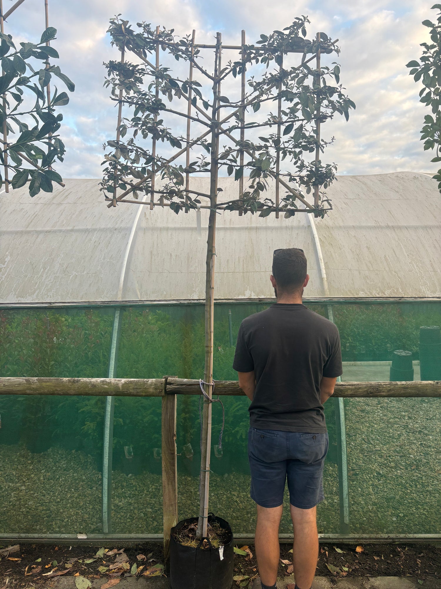 Pleached Elaeagnus Ebbingei 180cm (6ft) stem + 120cm wide x 100cm high Frame