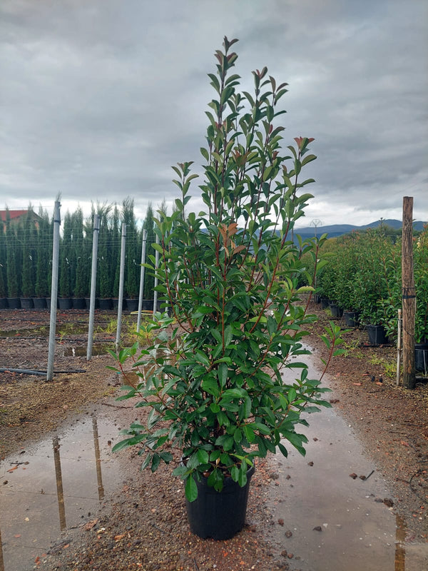 BUSHY Photinia Red Robin 175-200cm Planted Height (approx 6-7ft+) 45L