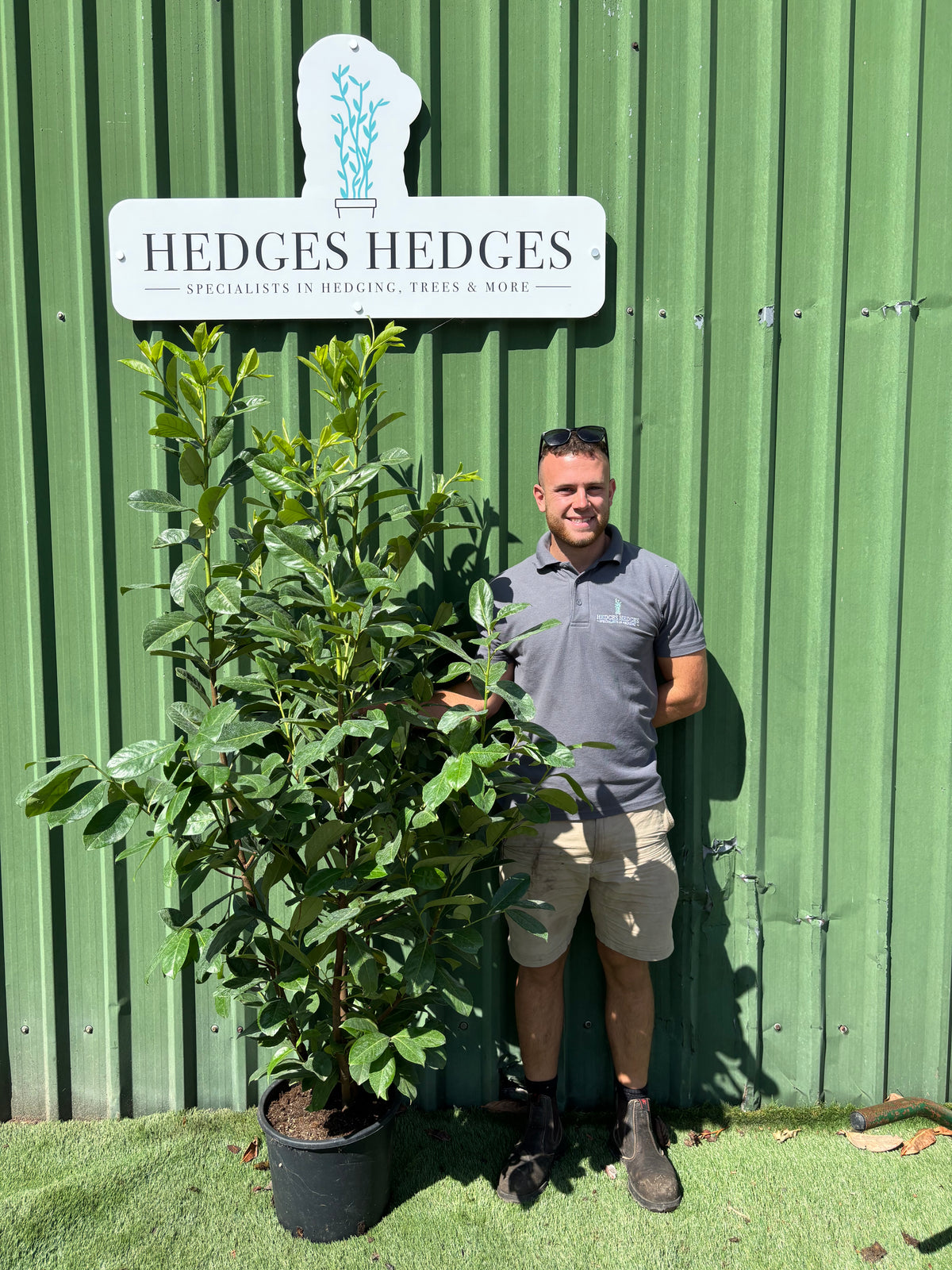 BUSHY Cherry Laurel 150 - 180cm Planted Height (approx 5-6ft) 15L