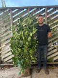 BUSHY Cherry Laurel 125 - 150cm Planted Height (Approx 4-5ft) Rootball