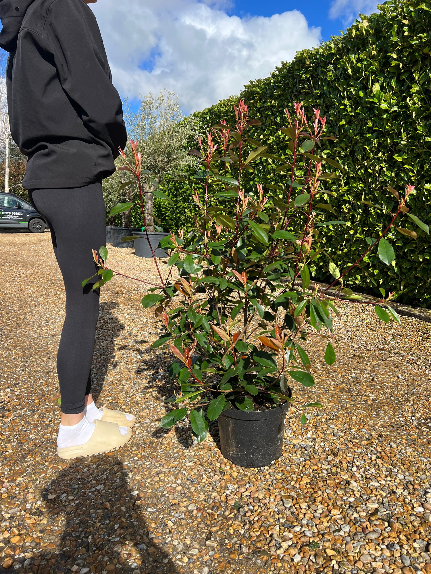 Photinia Red Robin 90cm Planted Height (approx 3ft) 10L