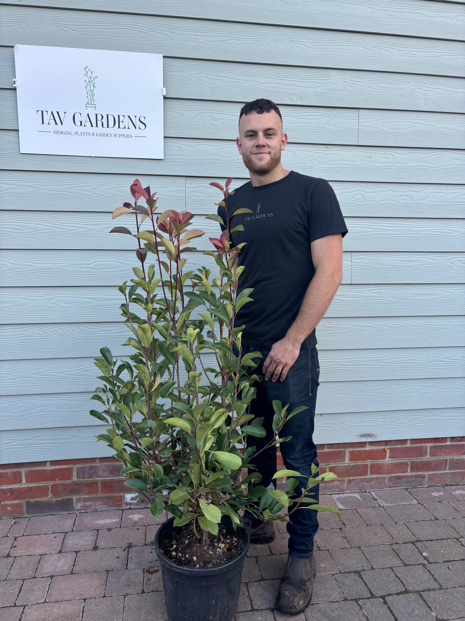 Photinia Red Robin 110-125cm Planted Height (approx 3-4ft) 15L