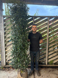 Bushy Portuguese Laurel 200-225cm Planted Height (approx 7ft+) Rootball
