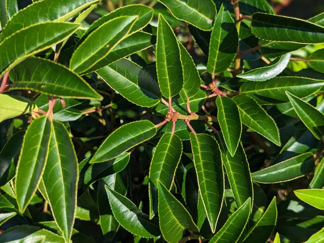 XXL Bushy Portuguese Laurel 225-250cm Planted Height (approx 8ft+) Rootball